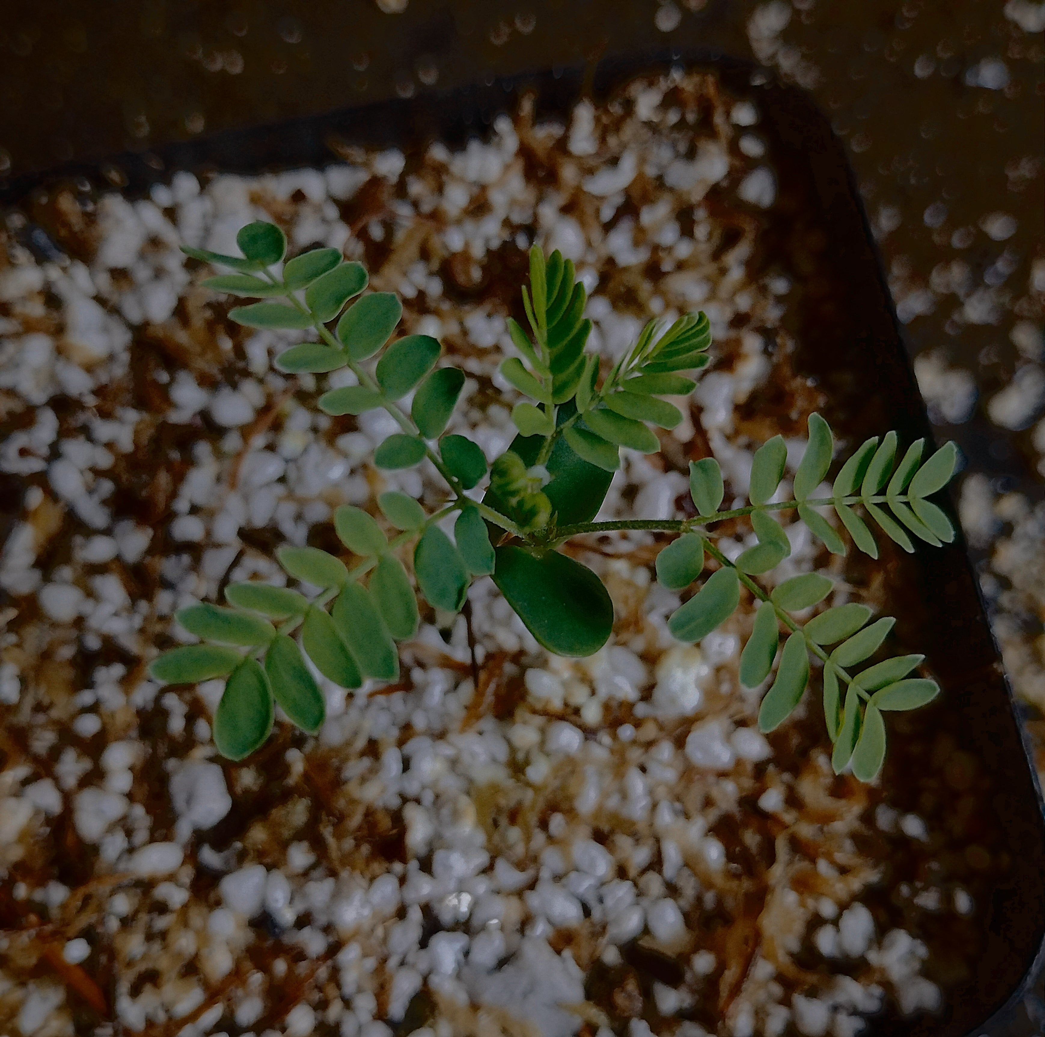 PLANTS