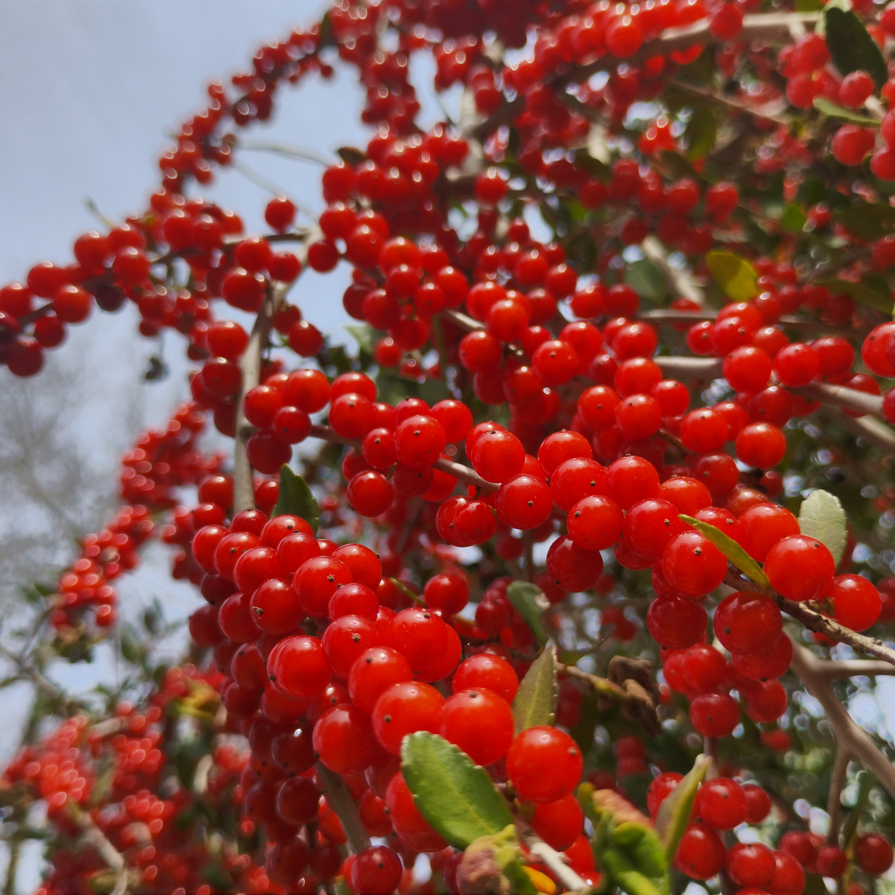 SHRUBS