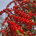 SEEDS - Ilex vomitoria
