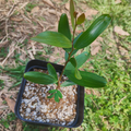 PLANTS - Acacia confusa