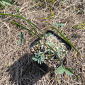PLANTS - Acacia acuminata var. narrow