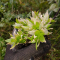 PLANTS - Sceletium tortuosum