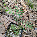 PLANTS - Acacia spectabilis