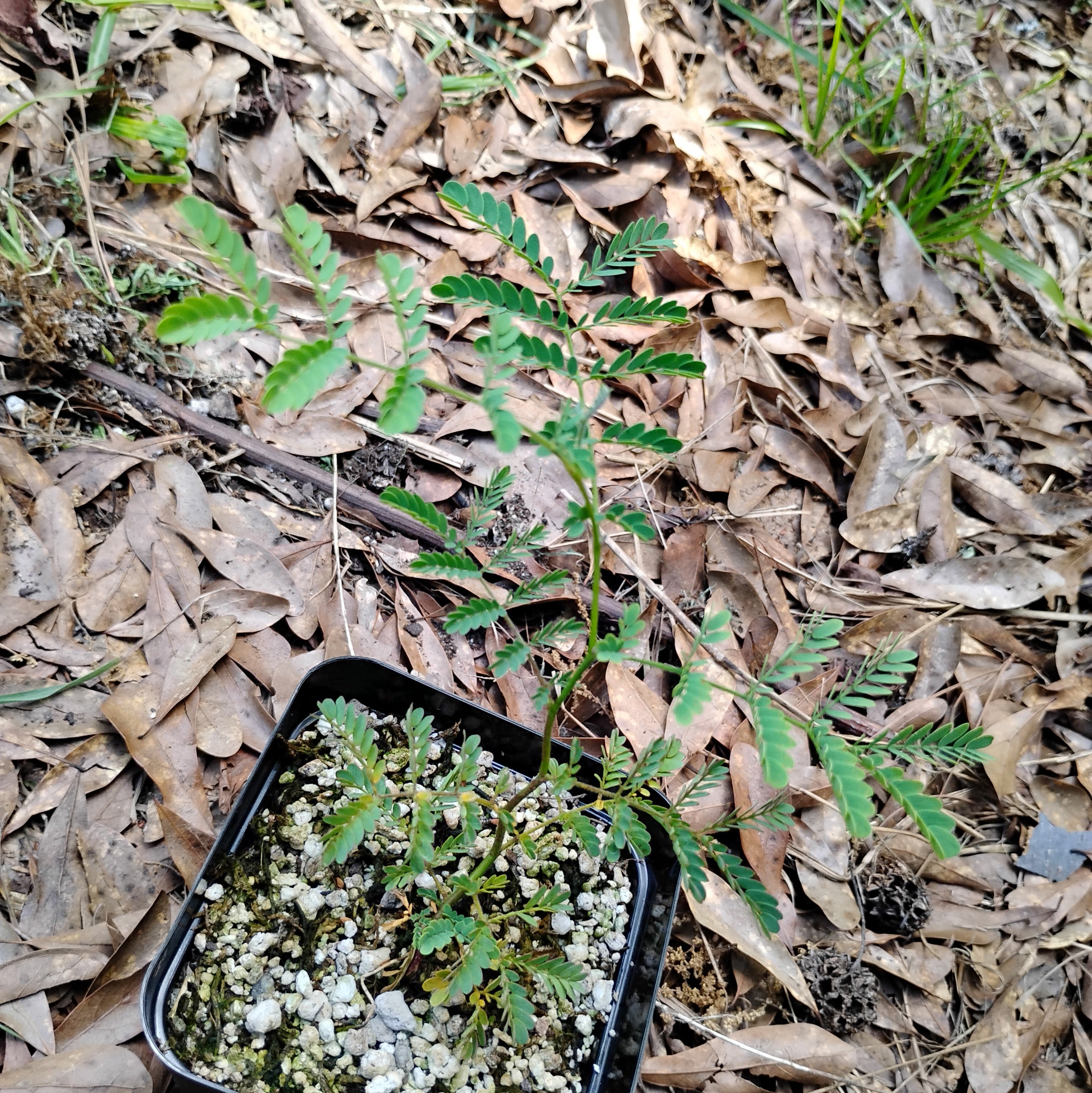 PLANTS - Acacia spectabilis