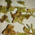 SEEDS - Lagochilus platycalyx