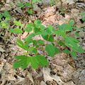 PLANTS - Sassafras albidum