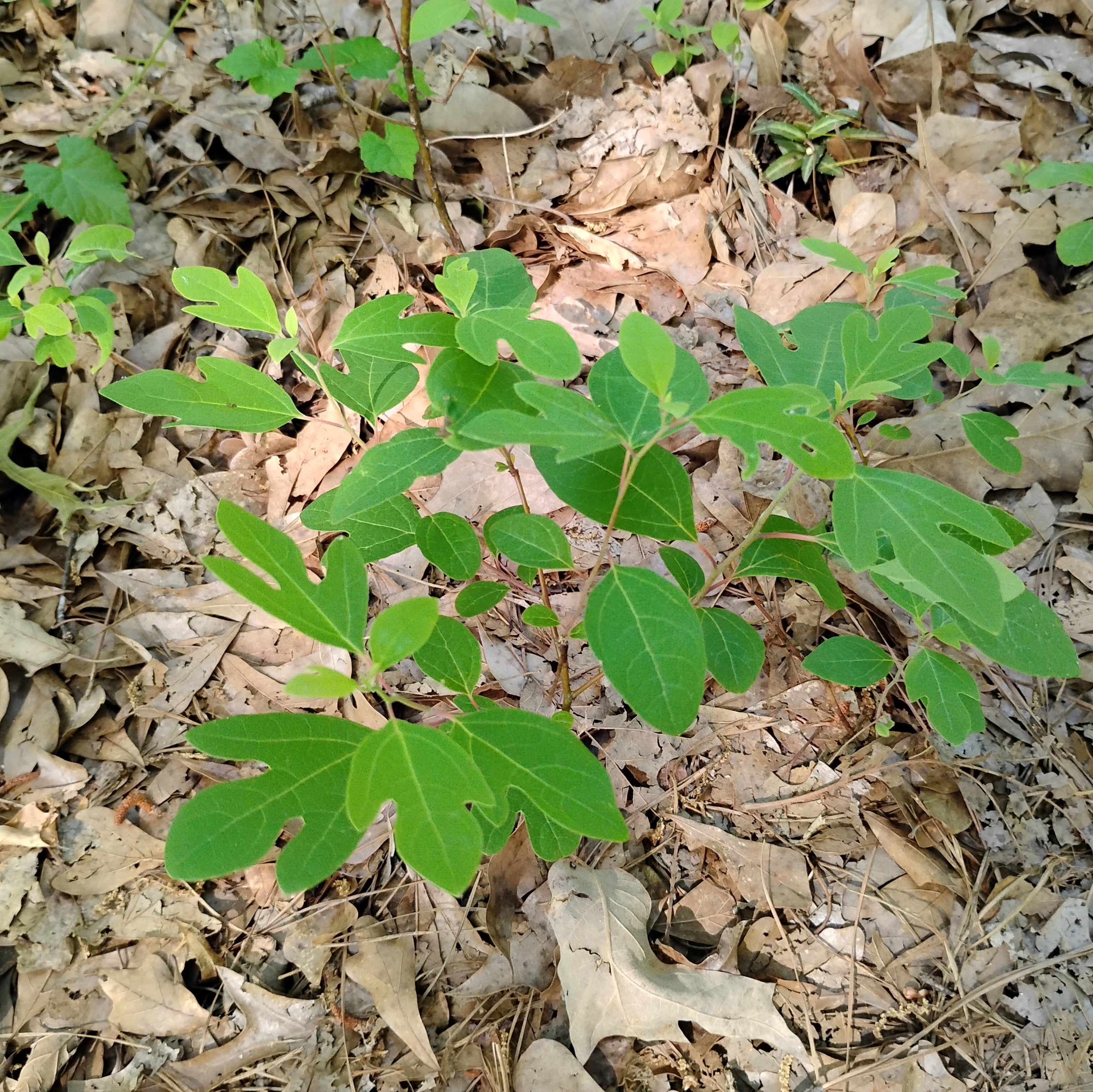 PLANTS - Sassafras albidum