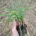 PLANTS - Phalaris aquatica