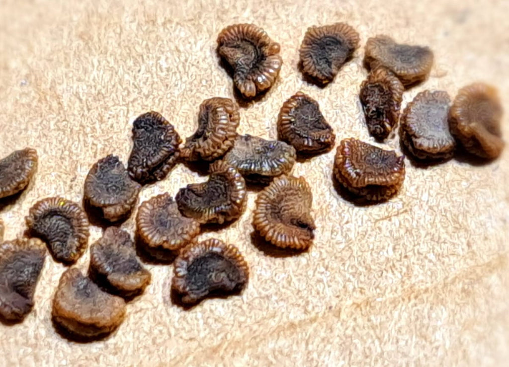 SEEDS - Sceletium tortuosum (Selectively Bred)