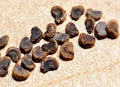 SEEDS - Sceletium tortuosum (Selectively Bred)