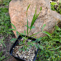PLANTS - Acacia floribunda