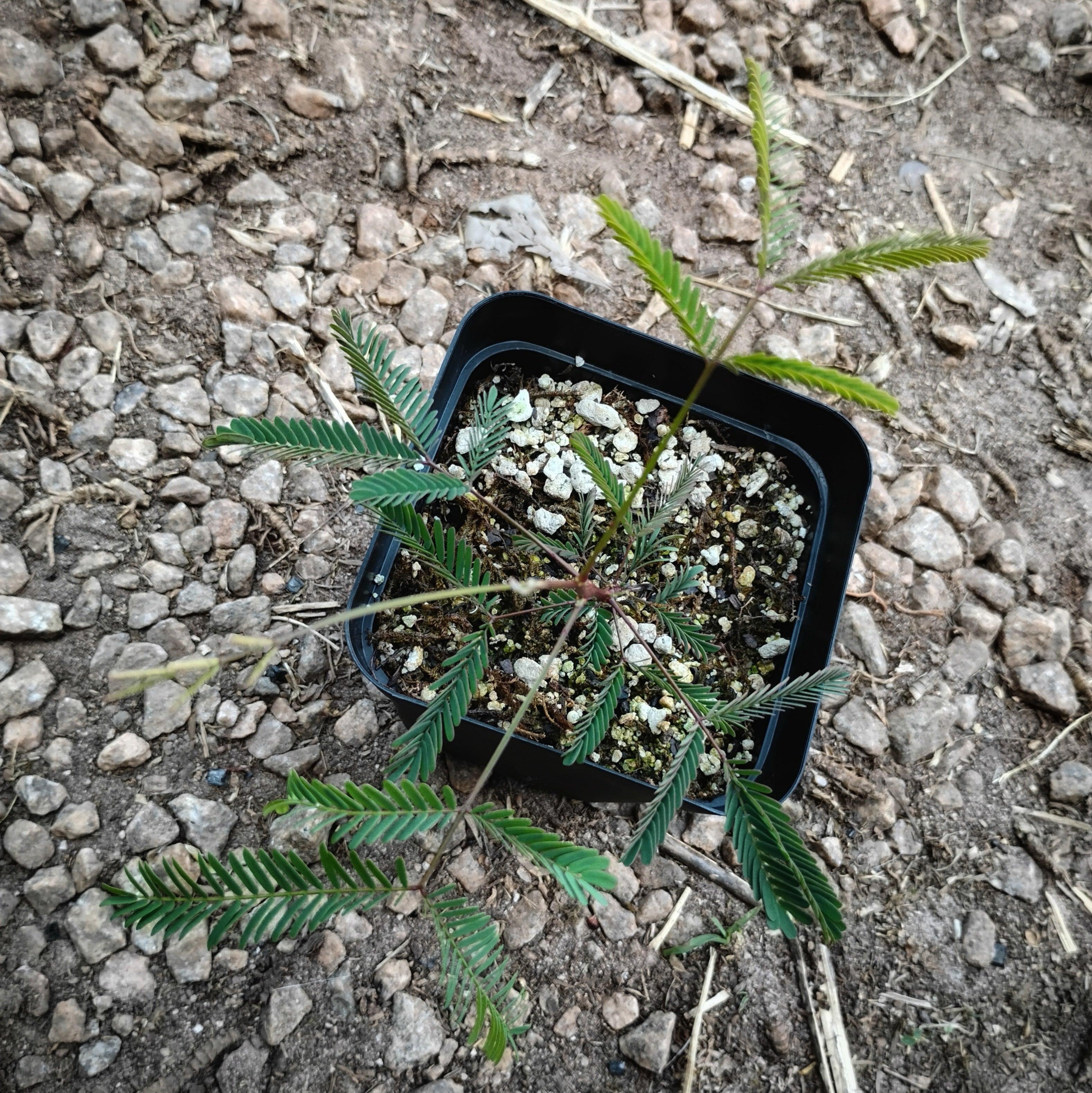 PLANTS - Acacia implexa