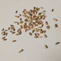 SEEDS - Lagochilus inebrians