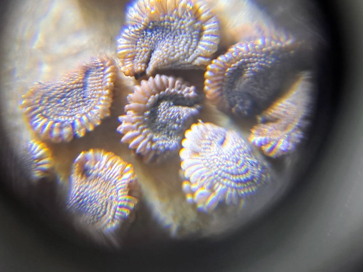 SEEDS - Sceletium tortuosum (Selectively Bred)