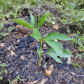 PLANTS - Passiflora incarnata